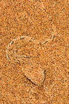 Peringuey's adder (Bitis peringueyi) hiding in the sand. Swakopmund, Dorob National Park,  Namibia