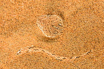 Peringuey's adder (Bitis peringueyi) hiding in the sand. Swakopmund, Dorob National Park, Namibia