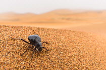 Desert darkling beetle (Onymacris sp.) drinking water by collecting water droplets contained into the early morning fog in  tiny ridges of its hardened wings (elytra), Swakopmund, Dorob National Park,...