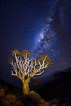 Quiver tree (Aloidendron dichotomum) at night with milky way visible in the sky,  Namib-Naukluft National Park, Namibia