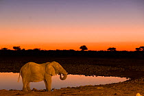 African elephant (Loxodonta africana) drinking at the Okaukuejo water hole at sunset, Etosha National Park, Namibia
