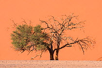 Camel thorn tree (Acacia erioloba) half dead and close to dune, Sossusvlei area, Namib-Naukluft National Park, Namib Desert, Namibia