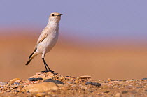 Tractrac chat (Emarginata tractrac), a bird endemic to Namib desert and evolved to thrive into the oldest desert on Earth. Swakopmund, Namibia