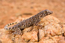 Common Namib day gecko (Rhoptropus afer), basking on a rock, Swakopmund, Namibia