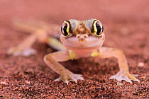 Namib sand gecko (Pachydactylus rangei) portrait, Dorob National Park, Swakopmund, Namibia