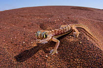Namib sand gecko (Pachydactylus rangei) wide angle portrait, Dorob National Park, Swakopmund, Namibia