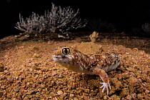 Barking gecko (Ptenopus garrulus) standing on the ground at night in search of something to eat, Brandberg area, Namibia.