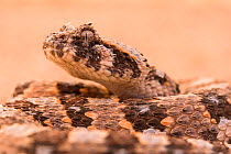 Horned adder (Bitis caudalis) portrait of a male individual, Namibia
