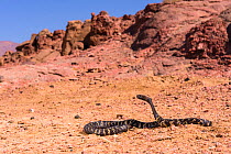 Zebra spitting cobra (Naja nigricincta nigricincta), adult,  Namibia. Controlled conditions.