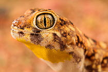 Barking gecko (Ptenopus garrulus) portrait, Brandberg area, Namibia.