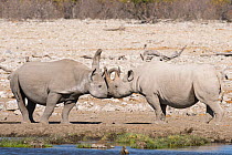 Black rhino (Diceros bicornis) greeting behaviour, Etosha National Park's savannah, Namibia