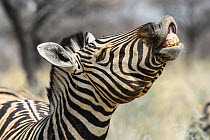 Plains zebra (Equus quagga)  flehmen response, Etosha National Park, Namibia