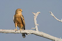 Greater kestrel (Falco rupicoloides), adult perching, Etosha National Park, Namibia