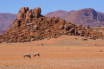 Gemsbok or South African oryx (Oryx gazella) grazing low dry vegetation, Namaqua, Namib desert, Namibia