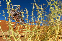 Desert cricket (Acanthoplus discoidalis) walking amongst spines of Nara melon (Acanthosicyos horrida) plant in the Namib Desert. Sossusvlei, Namibia.