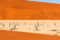Dead Camelthorn trees (Vachellia erioloba)  on sand, Deadvlei, Sossusvlei, Naukluft National Park, Namib Desert, Namibia, June.