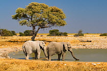 African elephants (Loxodonta africana) drinking at the Okaukuejo water hole, Etosha National Park, Namibia.