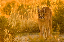 Caracal (Caracal caracal) in sunrise light, Namibia. Captive rescued individual