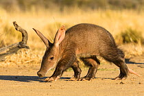 Aardvark (Orycteropus afer), young individual walking, Namibia. Captive, rescued individual.