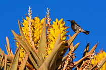 Dusky sunbird (Cinnyris fuscus) feeding on the nectar of quiver tree (Aloidendron dichotomum) flowers, Aus, Namibia