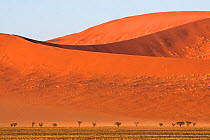 Sossusvlei's dunes and acacia trees, Sossusvlei area, Namibia, January 2017.