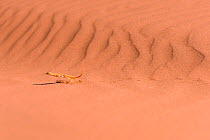Wedge-snouted sand lizard (Meroles cuneirostris) leaping across hot sand to reach shade, Sossusvlei , Namibia