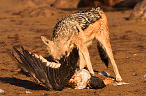 Black-backed jackal (Canis mesomelas), adult individual eating a dead kelp gull. Cape Cross cape ful seal colony, Namibia