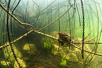 Common toads (Bufo bufo) mating surrounded by strings of toadspawn. Ain, Alps, France. First prize in the  category "The Underwater World, GDT European Wildlife Photographer of the Year 2014 competiti...