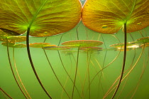 Water lilies (Nymphaea alba) lit by the sun's rays, seen under water. Alps, Ain, France. June. Highly commended in the the Underwater World category, GDT European Wildlife Photographer of the Year 201...