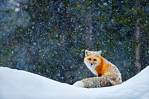 Red fox (Vulpes vulpes) in snowfall, Grand Teton National Park, Wyoming, USA, February.