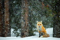 Red fox (Vulpes vulpes) in snowfall, Grand Teton National Park, Wyoming, USA, February.