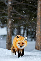 Red fox (Vulpes vulpes) in snow, Grand Teton National Park, Wyoming, USA, February.