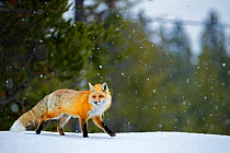 Red fox (Vulpes vulpes) in snow, Grand Teton National Park, Wyoming, USA, February.