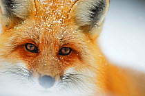 Red fox (Vulpes vulpes) face portrait  in snow, Grand Teton National Park, Wyoming, USA, February.