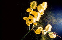 Pollen from Willow catkins (Salix sp) on black background.