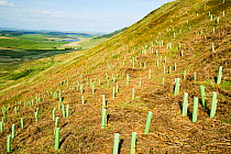 Tree planting at the RSPB reserve at Geltsdale North Cumbria UK. May 2005