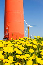 Colourful wind turbines in polders, with dandelions (Taraxacum) poldersreclaimed land near Almere, Flevoland, Netherlands. May 2013