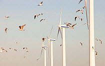 Wind turbines near Workington on the west coast of Cumbria, UK, with a flock of Herring Gulls flying past. January 2012