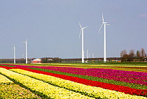 Tulip fields and wind farm and tulip fields near Almere, Flevoland, Netherlands. May 2013