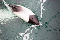 Commerson's Dolphin (Cephalorhynchus commersonii) swimming round a ship off the Falkland Islands. February 2014