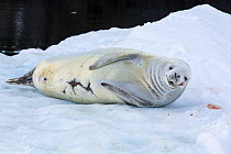 Crabeater Seal (Lobodon carcinophaga) on an iceberg in Paradise Bay, Antarctica.