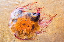 Lions mane jellyfish (Cyanea capillata) washed ashore on a Northumberland Beach, England, UK. July 2014