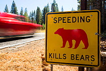 Speed kills bears sign in Yosemite National Park, each sign marks a spot where a bear has been killed by traffic, California, USA. October 2014