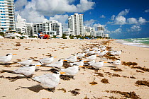 Royal terns  (Thalasseus maximus) nests on the beach infront of hotels and apartment blocks on Miami Beach, Florida, USA. October 2015