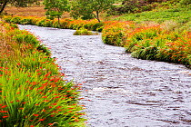 Montbretia, a garden escape, flowering all along the banks of the River Barle, below Simonsbath, Exmoor, England, UK. September 2011