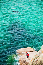 Young Basking shark (Cetorhinus maximus) swimming close to shore  near a couple fishing off the rocks at Porthcurno, Cornwall, UK. June 2010