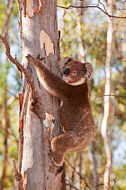 Koala bear (Phascolarctos cinereus) Barmah Forest near Echuca, Victoria, Australia. February.