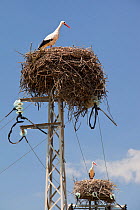 White Storks (Ciconia ciconia) nesting on electricity pylons in the Coto Donana in Andalucia, Spain. June 2011