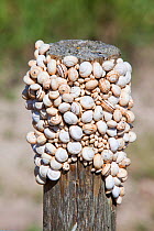 Snails aestivating on a fence post in the Coto Donana, Andalucia, Spain, June 2011