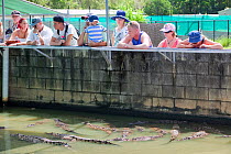 Tourists watching Saltwater crocodile (Crocodylus porosus), at Hartleys Crocodile Farm north of Cairns in Queensland, Australia. The animals are raised mainly for their skins, with meat being a by pro...